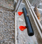 chicken nipple waterer cups